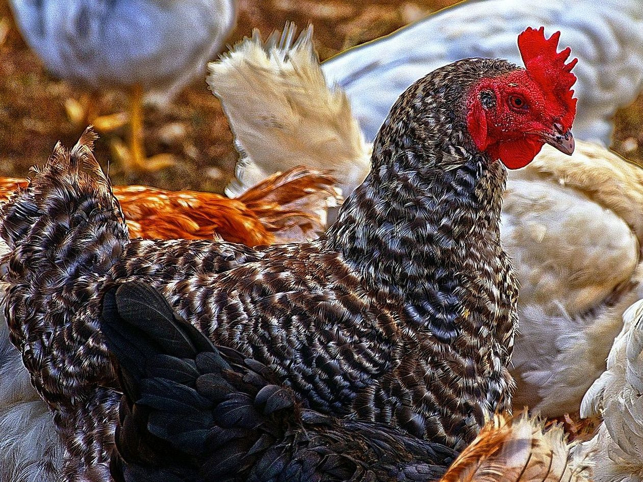 Şehirden Uzak Çiftlik Dükkanı